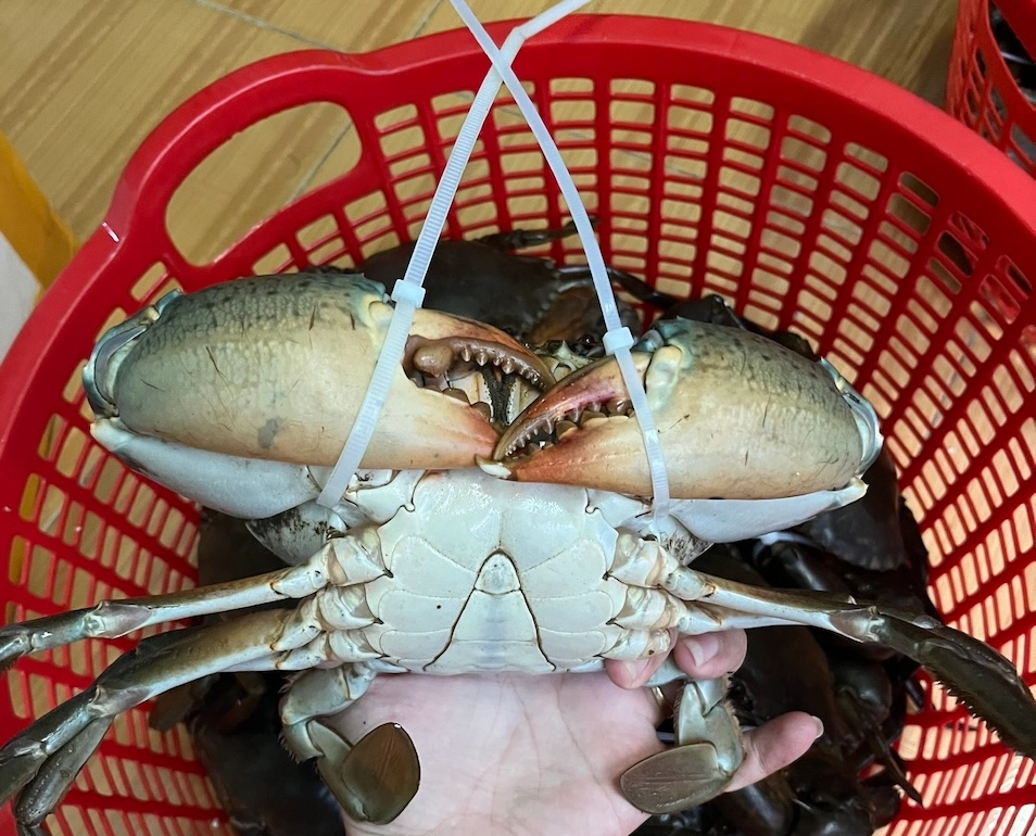 Cua Cà Mau dây trói nhựa siêu nhỏ không trọng lượng