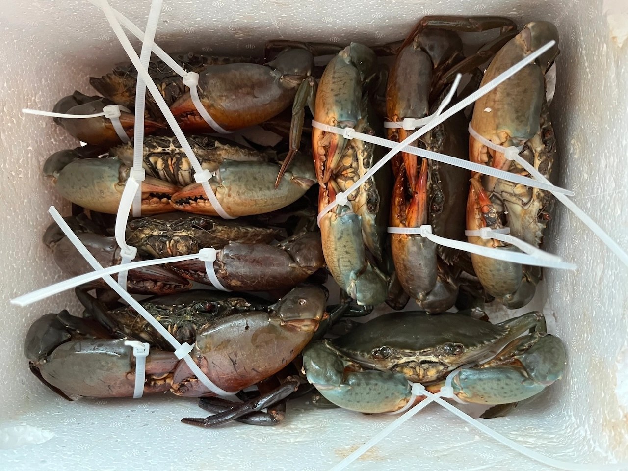 Combo Quà Biếu (5kg) - Cua Cà Mau Chính Gốc