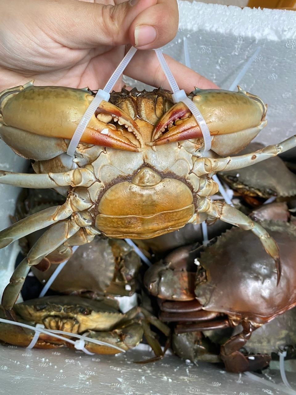 Cua Gạch Son (Loại 1) - Cua Cà Mau Chính Gốc