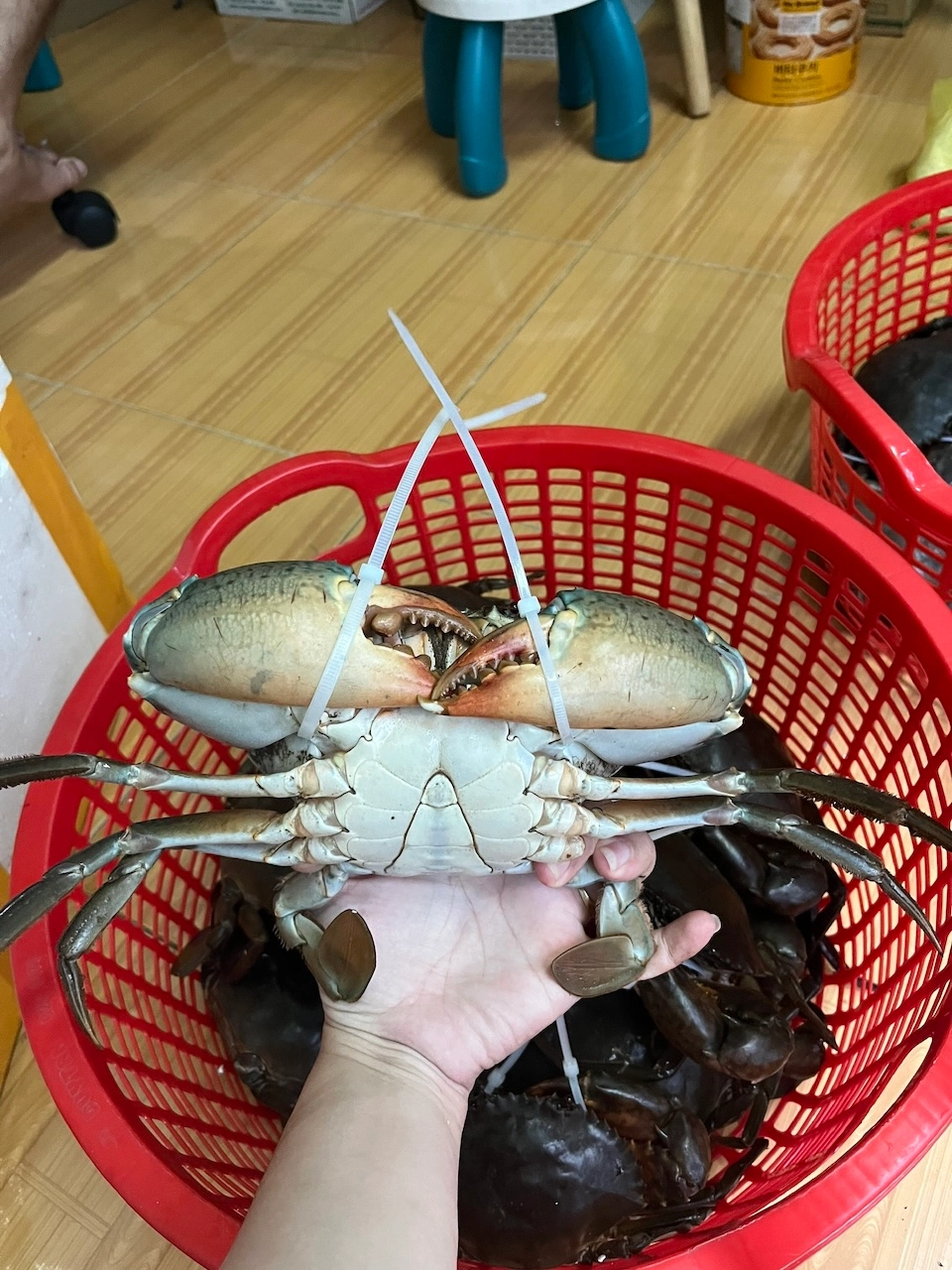 Cua Y Tứ (Size Vừa) - Cua Cà Mau Chính Gốc