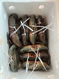 Buộc dây nhựa & đóng thùng xốp thoáng khí