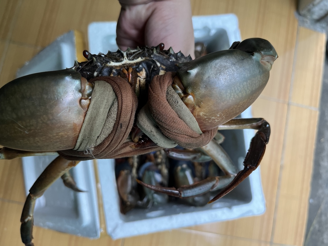 Cua dây vải to ngâm nước nặng cân