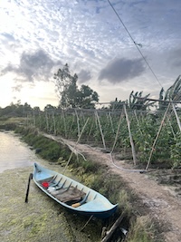 hu hoạch tại vuông tôm sinh thái Năm Căn